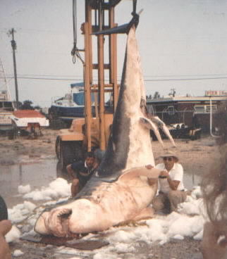 Angler Donnie Braddick and I with the 3,427 lb white shark at Montauk Marine Basin